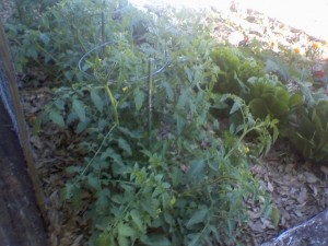 Community Garden